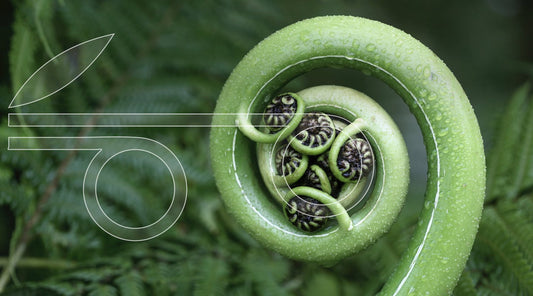 What is Permaculture Planet?