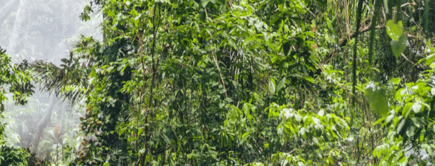 Support our Permaculture Planet Cause!